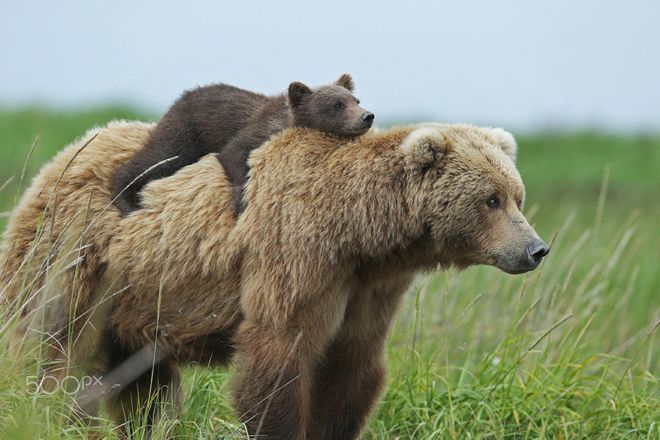 un-bear-ably-cute-momma-bears-teaching-their-teddy-bears-how-to-bear