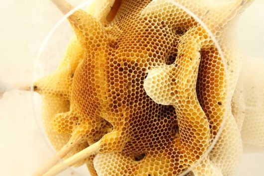 Beautiful Artworks Of Beeswax