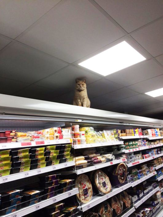 Fearless Cat Moving In London Supermarket