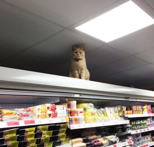 Fearless Cat Moving In London Supermarket
