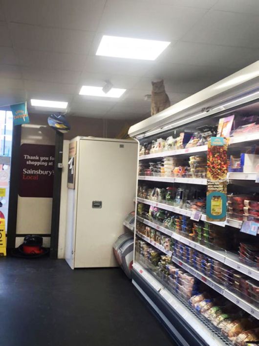 Fearless Cat Moving In London Supermarket