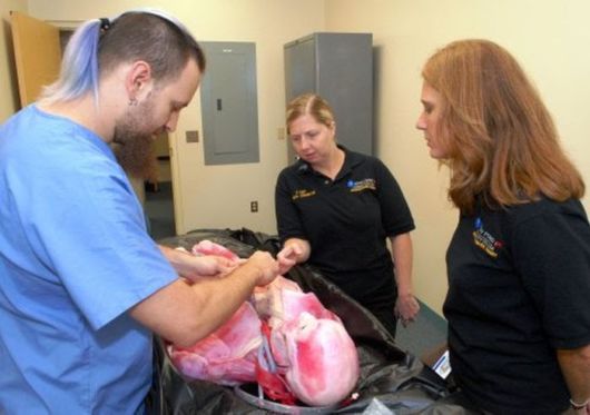 Synthetic Human Body By SynDaver Labs