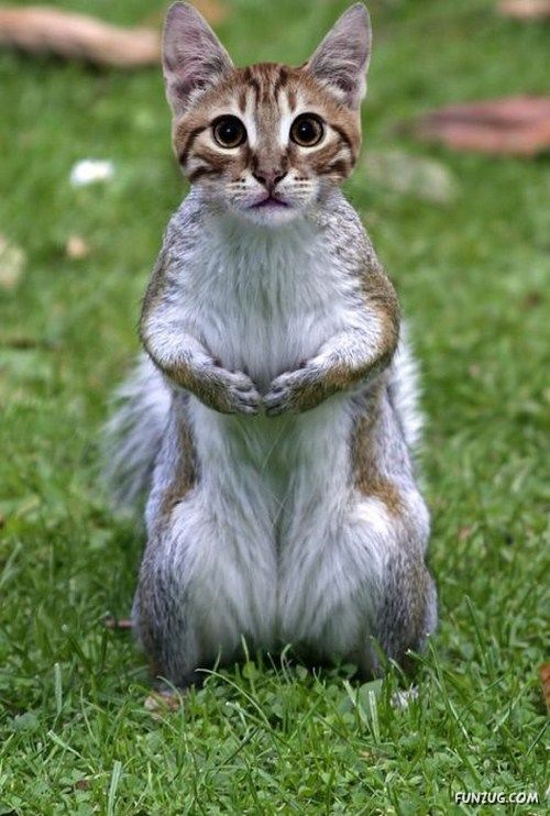 Animals That Never Existed (PhOtoshop Fun)