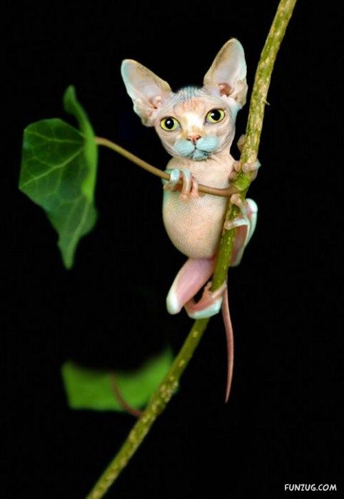 Animals That Never Existed (PhOtoshop Fun)