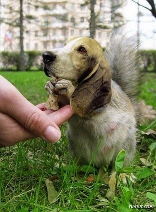 Animals That Never Existed (PhOtoshop Fun)