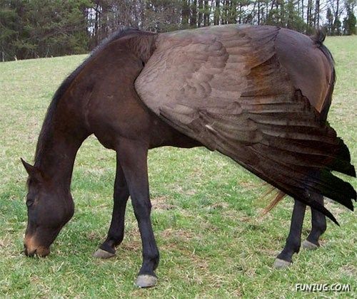 Animals That Never Existed (PhOtoshop Fun)