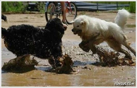 Cool Funny Pix Of The Day