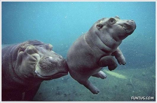 Cool Funny Pix Of The Day