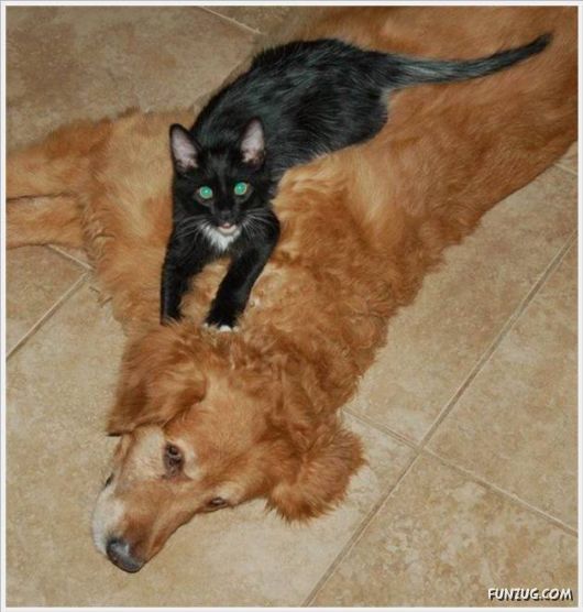 Cool Funny Pix Of The Day