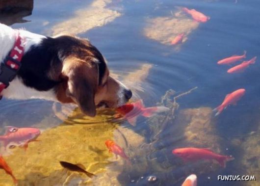 Funny Daily Pic Mania