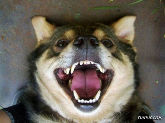 Funny Daily Pic Mania