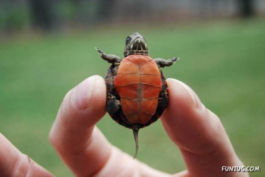 Funny Daily Pic Mania