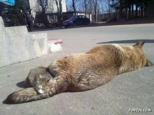 Funny Daily Pic Mania