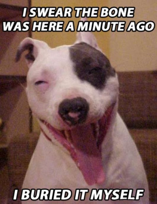 If Dogs Got High