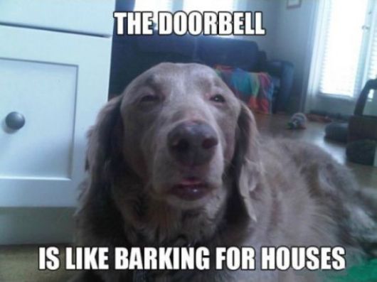 If Dogs Got High
