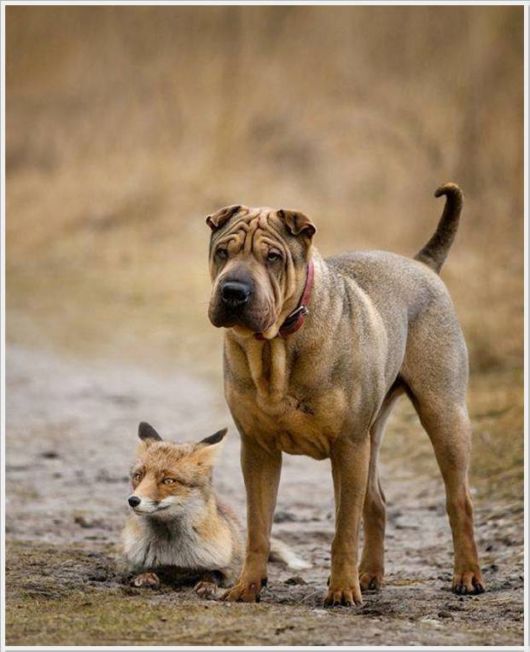 Many Cool Funny Pictures