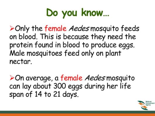 Know Everything About Dengue