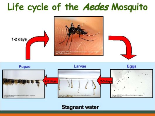 Know Everything About Dengue