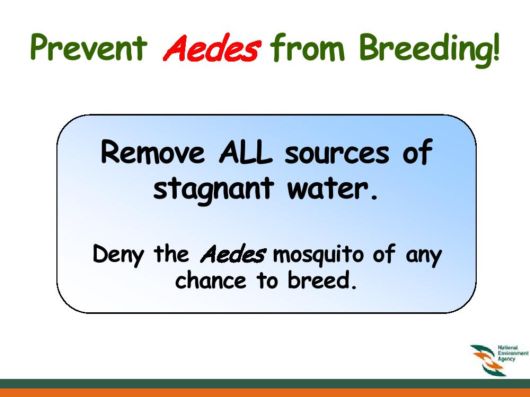 Know Everything About Dengue