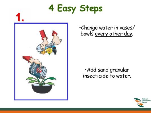 Know Everything About Dengue