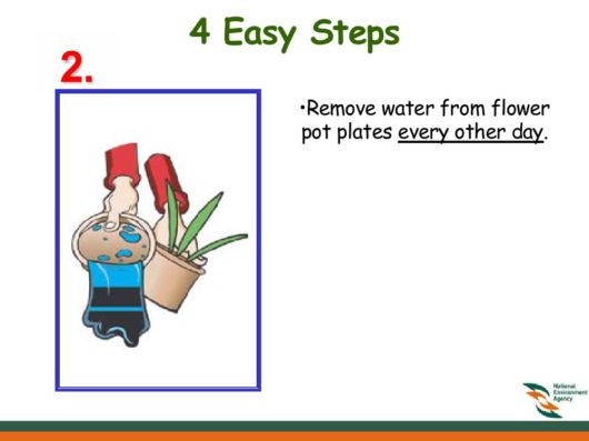 Know Everything About Dengue