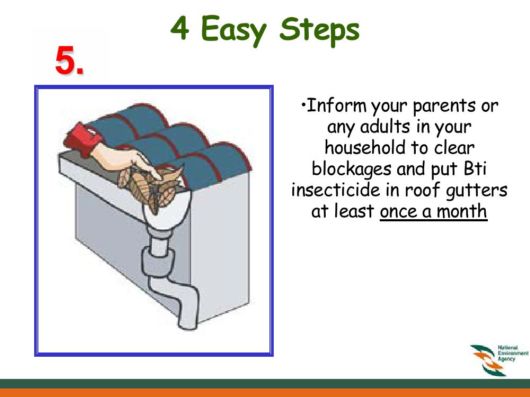 Know Everything About Dengue