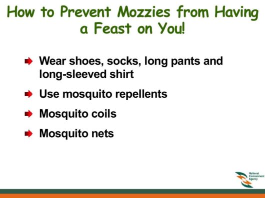 Know Everything About Dengue