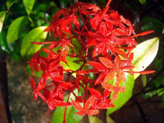 Beautiful Flowers For Everyone