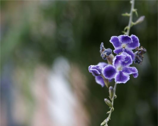 Beautiful Flowers For Everyone