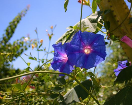 Beautiful Flowers For Everyone