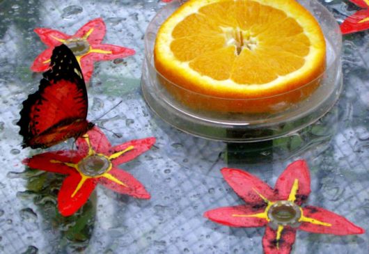 Beautiful Flowers For Everyone