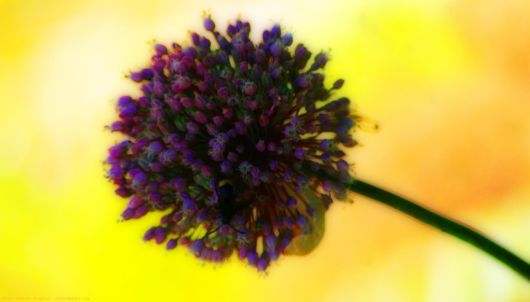 Beautiful Flowers For Everyone