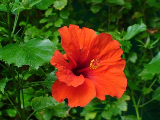 Beautiful Flowers For Everyone