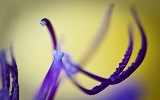 Beautiful Flowers For Everyone