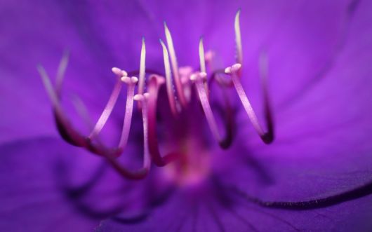 Beautiful Flowers For Everyone