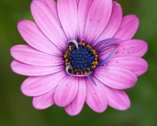 Beautiful Flowers For Everyone