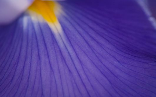 Beautiful Flowers For Everyone