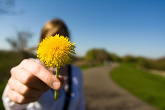 Beautiful Flowers For Everyone