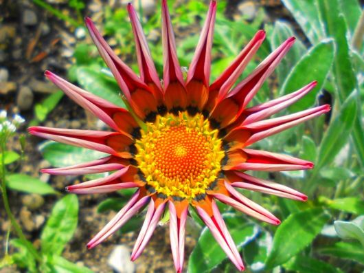 Beautiful Flowers For Everyone