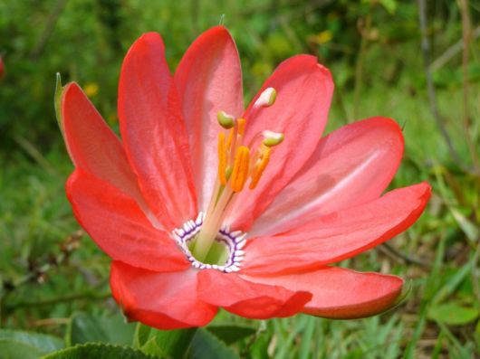 Beautiful Flowers For Everyone