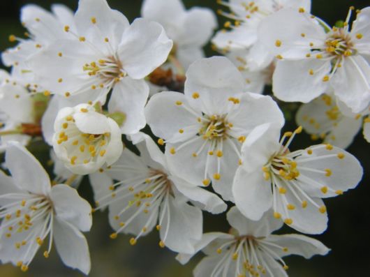 Beautiful Flowers For Everyone