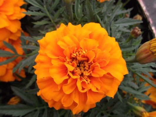 Beautiful Flowers For Everyone