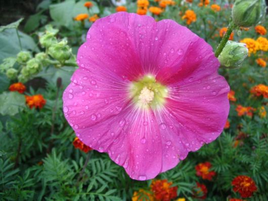 Beautiful Flowers For Everyone