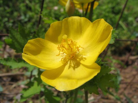 Beautiful Flowers For Everyone