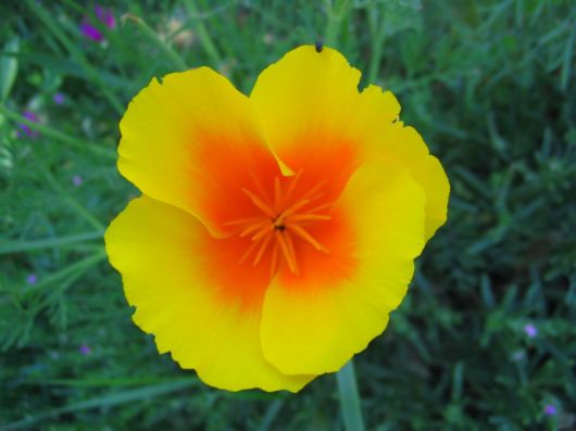 Beautiful Flowers For Everyone