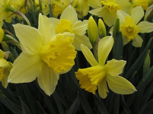 The Hong Kong Flower Show