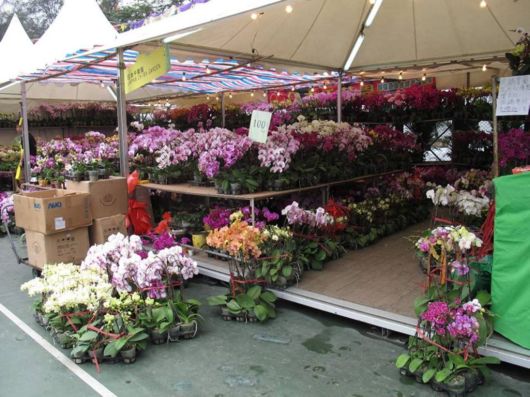 The Hong Kong Flower Show