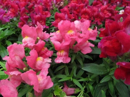 The Hong Kong Flower Show