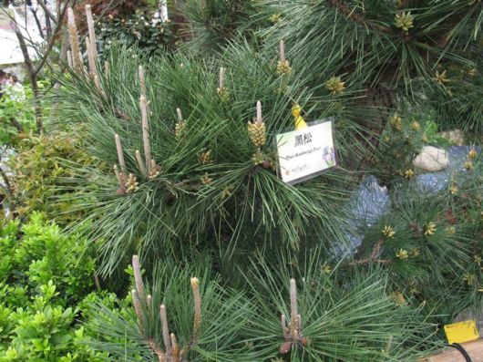The Hong Kong Flower Show