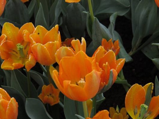 The Hong Kong Flower Show